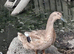Aylesbury/ kacky Campbell ducks