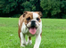 Beautiful Kc Reg British Bulldog Red & White Female