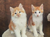 Two ginger male kittens ready for a new home now!