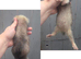 Ferrets for sale