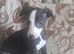 2 boys available whippet pups