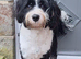 I have a 18 month old male tibetan terrier