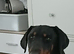 Male dobermann