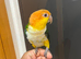HandReared Friendly Super Tame Cuddly Caique Parrot,10