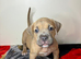 ️Only a few left️ Quality pocket bullies ready for forever homes now️