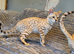 Beautiful TICA Registered Bengal Kittens.