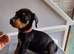 Doberman pups