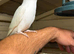 Hand reared albino ringneck with cage
