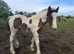 Drum filly