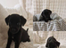 Small Roughcoated Sighthound Iggie x Pups Looking 4 Homes.