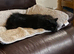 Beautiful Neutered Male Black Cat