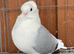 German owl fancy pigeons