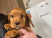 2 stunning cocker pups ready to leave now!