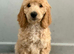 READY NOW! Standard poodle puppies kc registered