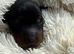 Three Male Miniature Pinscher Puppies