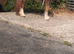 Chestnut filly