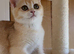 Ready BSH Champion blood lines