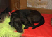 Female Labrador x Neopolatin mastiff