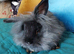 Male lionhead cross rabbits