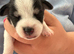 9 stunning. Jack Russell pups