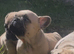 5th Generation health tested french bulldogs