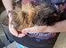 Guinea pig baby girls
