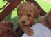 Toy poodle puppies
