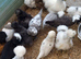 Polish and silkie bantam females