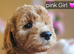 Ready, breeder, 4 dna clear red small miniature cockapoo litter