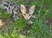 TICA Registered Bengal Kittens – Ready for Loving Homes