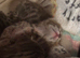 Stunning brown spot kittens