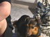 Ready now one Stunning female f1 jackapoo puppies