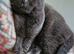 Scottish fold x BSH