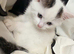 TWO KITTENS TO BE REHOMED