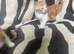 2 gingers kittens looking for their forever homes
