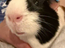 Two bonded male guinea pigs