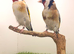 x2 male siberian goldfinches