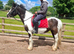 14.2hh 5 year old mare