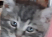 Beautiful manx kittens