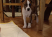 Staffy x Plummer Terrier boy