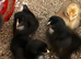 Cochin x Cream Legbar 1 week old chicks