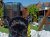 Ready go new homes! Rare Black Yorkshire Terrier
