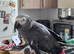 African grey parrot