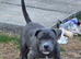 Staffordshire bull terrier girl