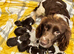 2 Sprocker spaniel Puppies