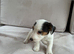 Gorgeous jack Russell pups