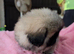 Stunning kc reg pekingese puppies