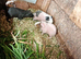 Assorted Skinny pigs for sale 2026