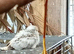 Proven Diamond Dove pair with 1 of their fledged chicks