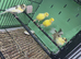 5 Canaries for sale